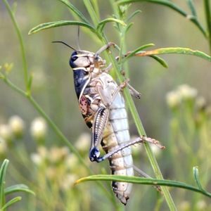 Meet your Posher, Rachel